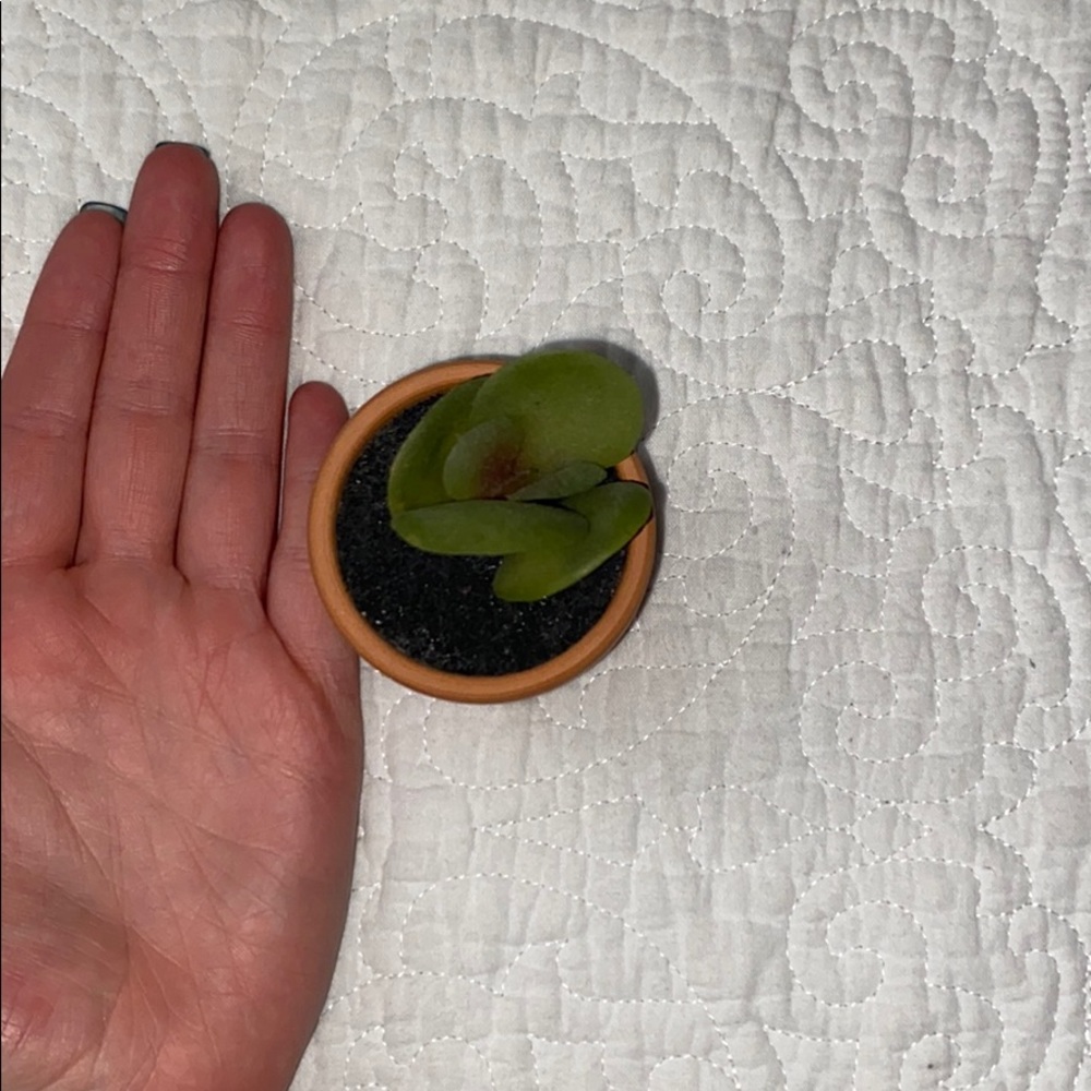 Fake succulent